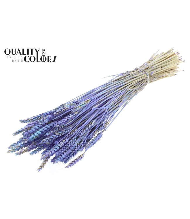 Triticum per bunch Multicolour Light Blue ( x 6 )