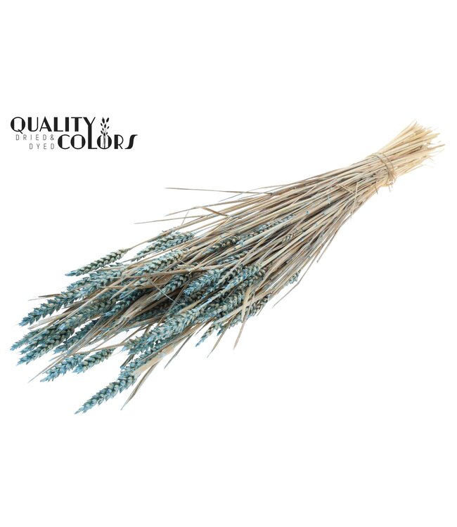Triticum (sunbleached) per bunch Pearl Light Blue ( x 6 )