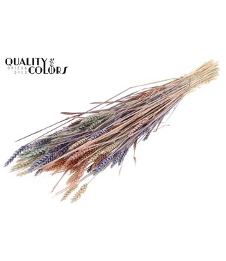 QC Triticum (sunbleached) per bunch colourful 1 ( x 6 )