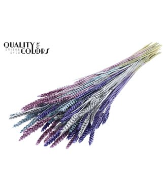 QC Triticum per bunch Metallic Galaxy Mix | Per 6 stuks