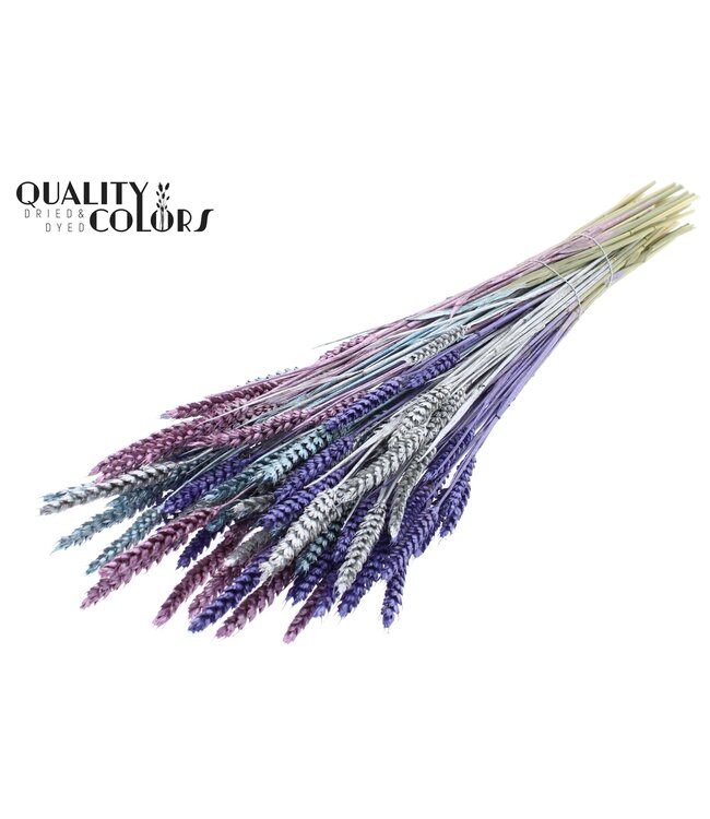Triticum per bunch Metallic Galaxy Mix ( x 6 )