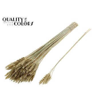 QC Triticum 3pc/Tuft Frosted Light Yellow ( x 150 )