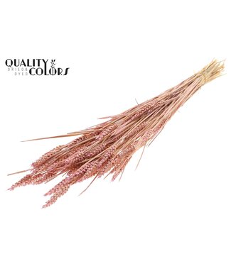 QC Triticum (sunbleached) per bunch Pearl Pink ( x 6 )