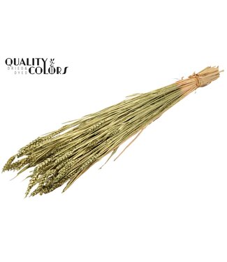 QC Triticum (sunbleached) per bunch Antique Green ( x 6 )
