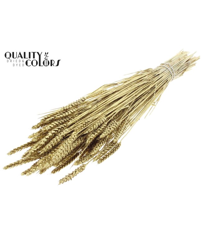 Triticum per bunch Gold + Glitter ( x 20 )
