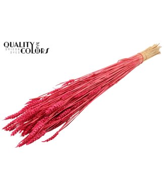 QC Triticum (sunbleached) per bunch Cerise | Per 6 stuks