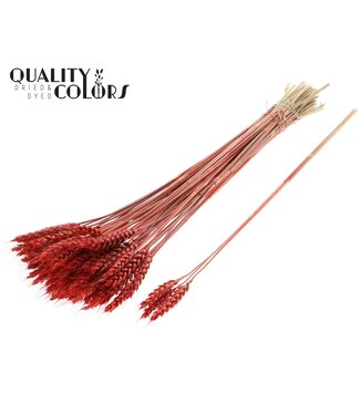 QC Triticum 3pc/Tuft Coral ( x 150 )
