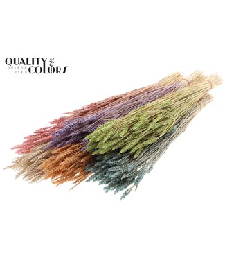 QC Triticum (sunbleached) per bunch Mixed colours Frosted ( x 6 )