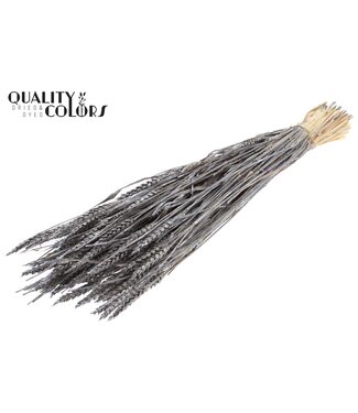 QC Triticum (sunbleached) per bunch Metallic Graphite ( x 6 )