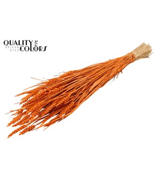 QC Triticum (sunbleached) per bunch Orange | Per 20 stuks