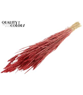 QC Triticum (sunbleached) per bunch Pearl Coral ( x 6 )