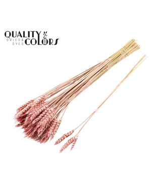 QC Triticum 3pc/Tuft Frosted Pink ( x 150 )