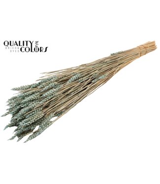 QC Triticum (sunbleached) per bunch Frosted Light Blue | Per 20 stuks