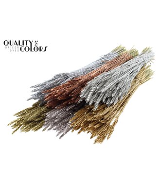QC Triticum per bunch Mixed colours Metallic ( x 6 )
