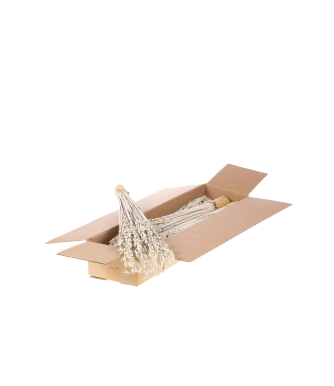Haver (avena) SB white misty ( x 5 )