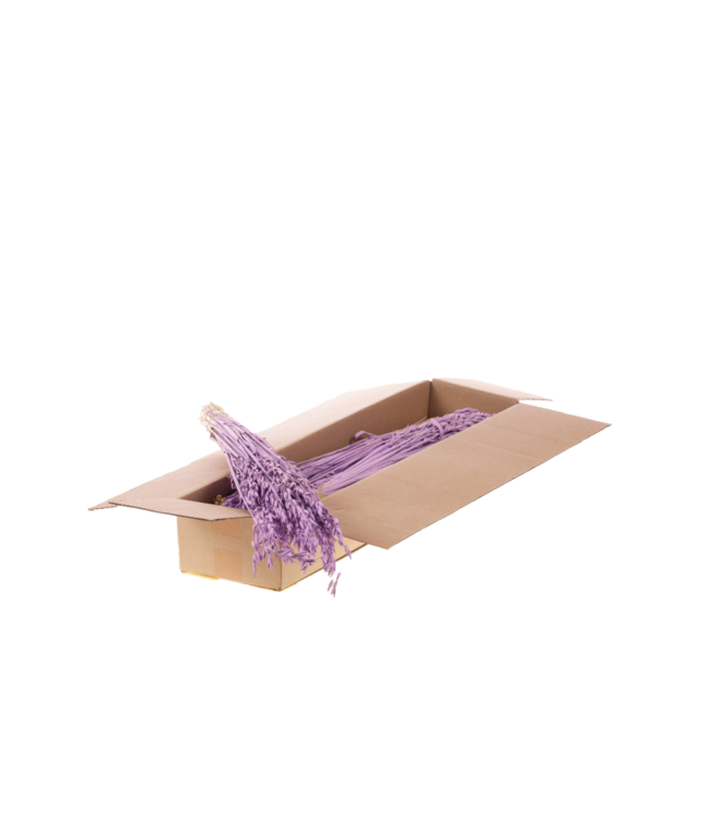 Haver (avena) SB lilac misty ( x 5 )