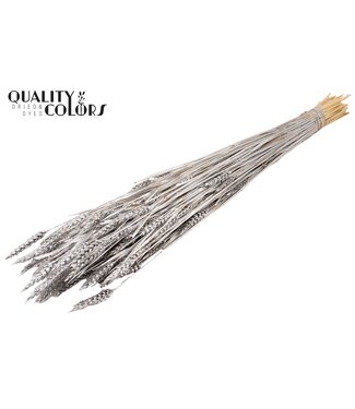 QC Triticum (sunbleached) per bunch Silver ( x 6 )