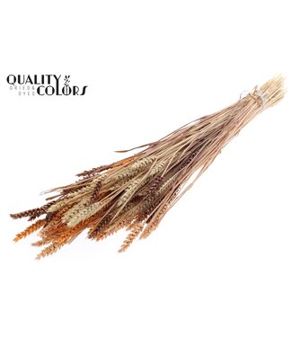 QC Triticum (sunbleached) per bunch colourful 3 ( x 6 )