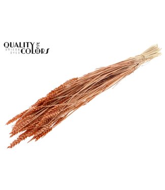 QC Triticum (sunbleached) per bunch Pearl Orange ( x 6 )
