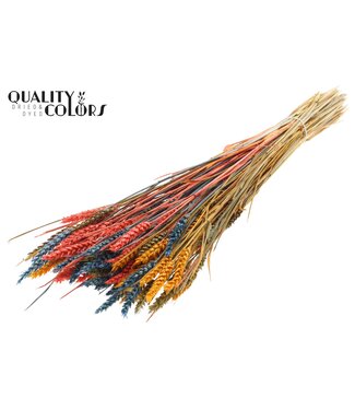 QC Triticum (sunbleached) per bunch Colourful 6 ( x 6 )