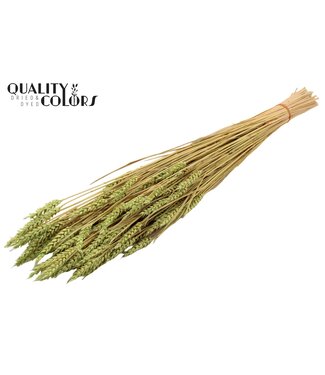 QC Triticum (sunbleached) per bunch Frosted Mint green ( x 20 )