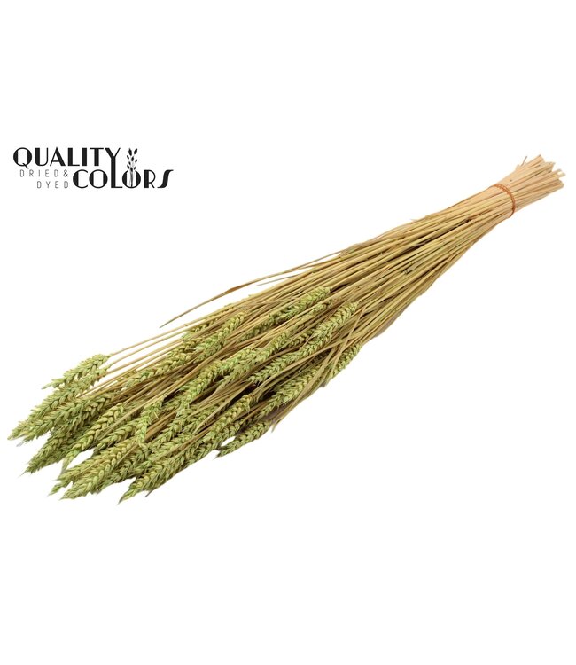 Triticum (sunbleached) per bunch Frosted Mint green ( x 20 )