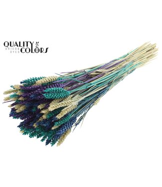 QC Triticum per bunch Scandinavian Mix ( x 6 )