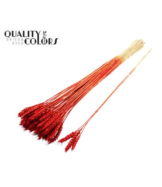 QC Triticum 3pc/Tuft Red ( x 150 )
