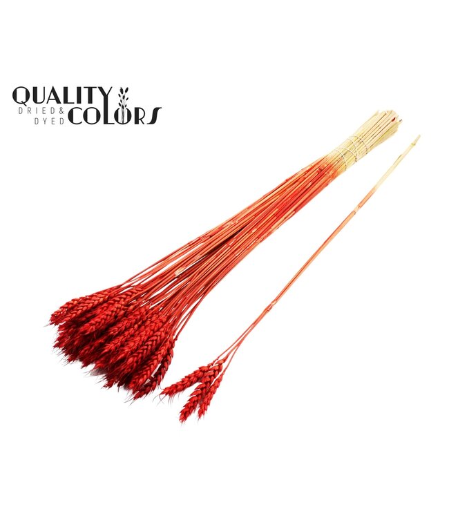 Triticum 3pc/Tuft Red ( x 150 )