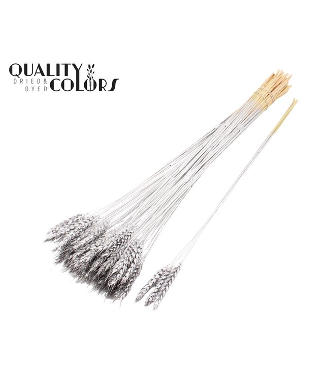 Triticum 3pc/Tuft Silver ( x 150 )
