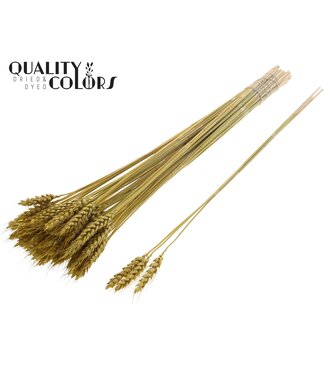 QC Triticum 3pc/Tuft Metallic Yellow ( x 150 )