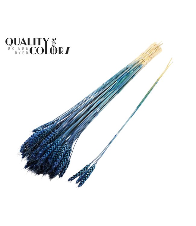 Triticum 3pc/Tuft Dark Blue ( x 150 )