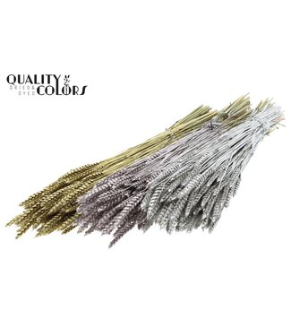 QC Triticum per bunch Mixed colours Wedding ( x 20 )