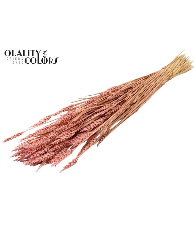 Triticum (sunbleached) per bunch Frosted Light Pink ( x 6 )