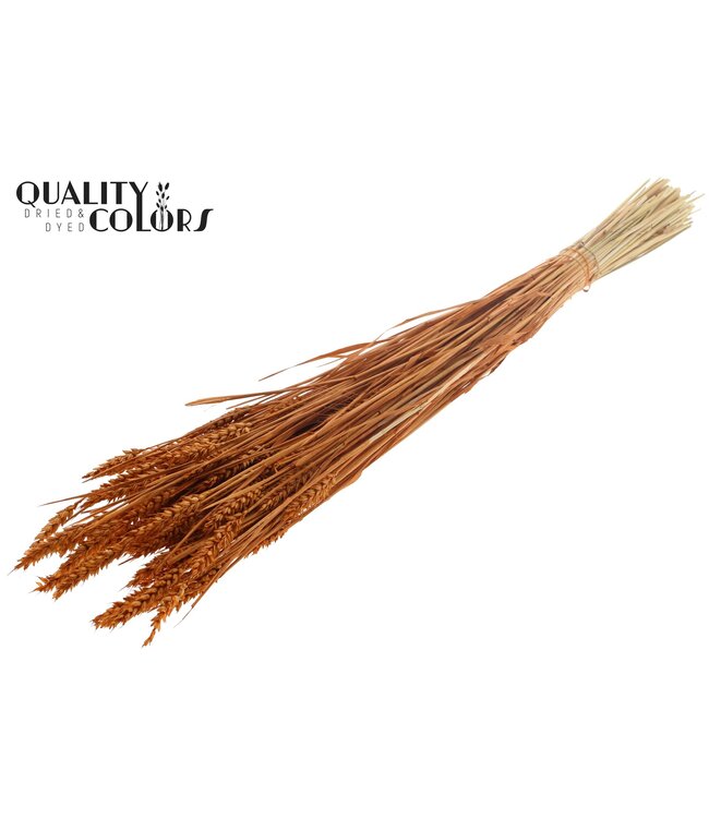 Triticum (sunbleached) per bunch Terracotta ( x 20 )