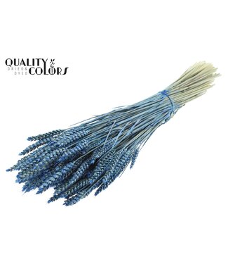 QC Triticum per bunch Pearl Blue ( x 6 )
