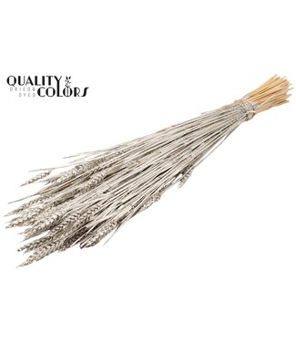 QC Triticum (sunbleached) per bunch Platina ( x 20 )