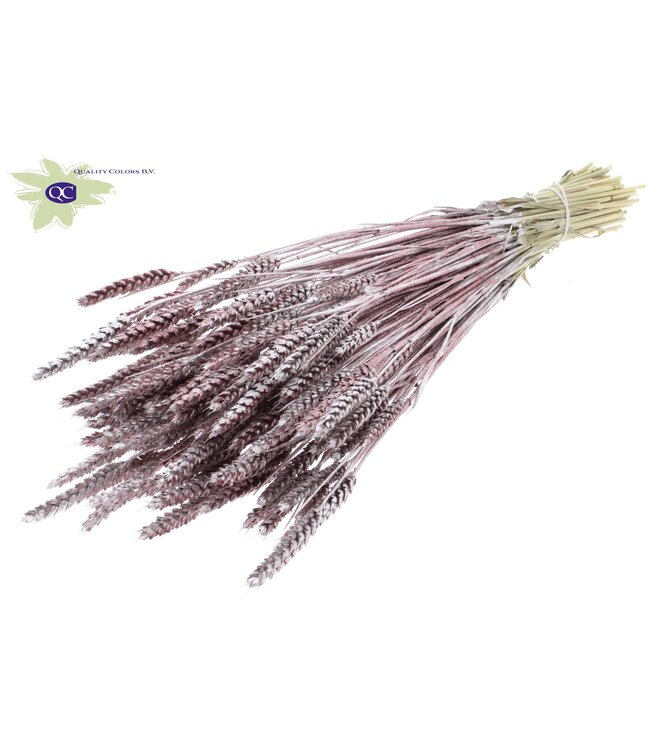 Triticum per bunch Champagne + Glitter ( x 6 )