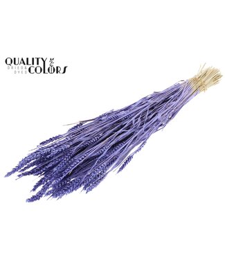 QC Triticum (sunbleached) per bunch Metallic Purple | Per 6 stuks