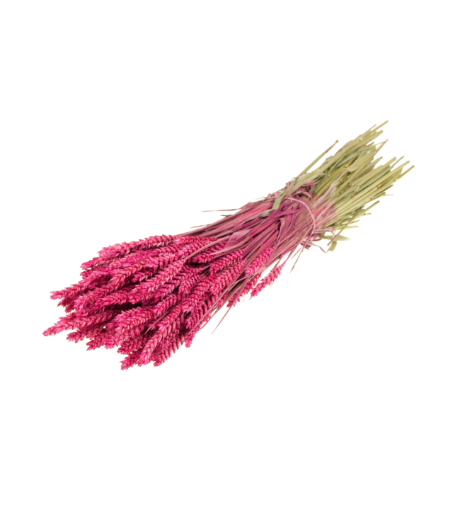 Blé séché | Fleurs séchées Cerise | Commande par 20 bottes