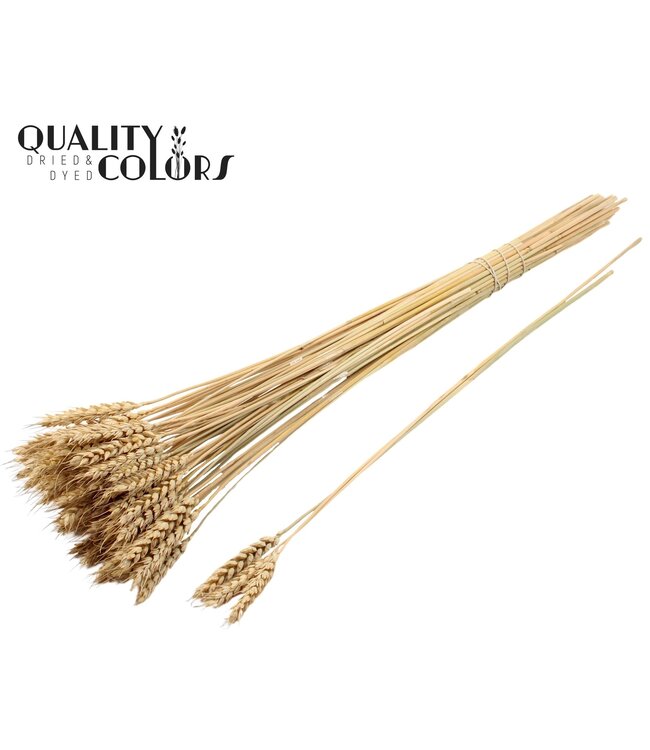 Triticum 3pc/Tuft Natural ( x 150 )