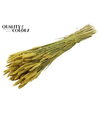 QC Triticum per bunch Yellow ( x 20 )