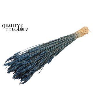 QC Triticum (sunbleached) per bunch Dark Blue ( x 6 )