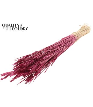 QC Triticum (sunbleached) per bunch Lilac ( x 20 )