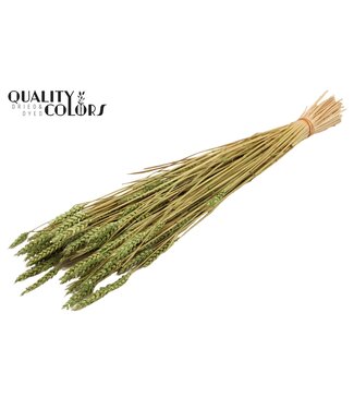 QC Triticum (sunbleached) per bunch Light Green ( x 20 )