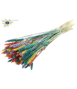 QC Triticum per bunch Colourful 5 | Per 6 stuks