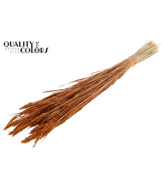 QC Triticum (sunbleached) per bunch Terracotta ( x 6 )