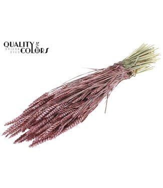 QC Triticum per bunch Metallic Red ( x 6 )