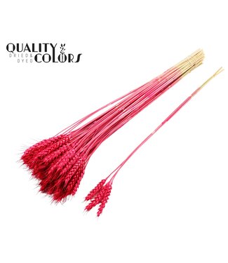 QC Triticum 3pc/Tuft Cerise ( x 150 )