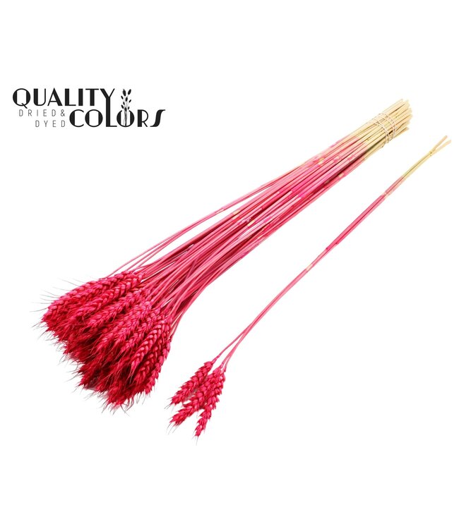 Triticum 3pc/Tuft Cerise ( x 150 )